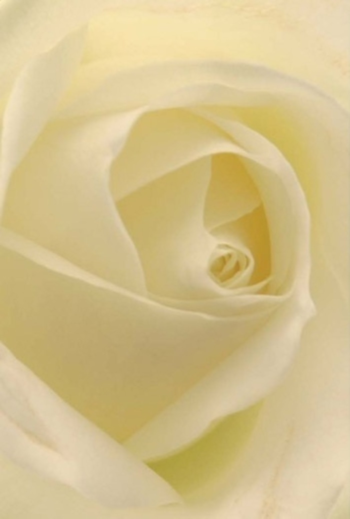 A close inspection of this classic white rose instantly reveals its tranquility and understated sophistication, captured here by the careful hands of a seasoned Islington florist. Layers of white and creamy petals blur into one another, reminiscent of the soft light that dances through Chapel Market at dawn. The spiral core of the rose glows with a subtle luminosity, as if the bloom is lit from within, while the outer petals-nearly translucent-curl gracefully in a harmonious embrace. The composition is a study in purity and resilience; it's easy to imagine this rose anchoring a romantic gesture, an apology, or serving as the crowning centerpiece for a wedding at one of Islington's beloved venues. Soft, nuanced shadows and gentle gradations of tone elevate the flower's natural beauty, while a barely-there scent conjures serenity and warmth. This bloom, carefully arranged for delivery across Islington, stands as a true emblem of local floral artistry-always appropriate for anniversaries, heartfelt farewells, or marking new beginnings.